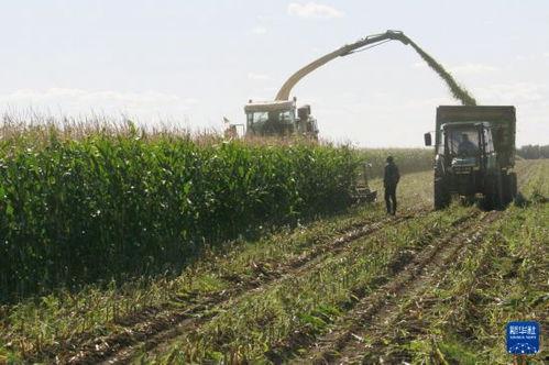 黑龙江农场爆料视频最新,揭秘神秘农业生态圈 第3张 黑龙江农场爆料视频最新,揭秘神秘农业生态圈 第3张